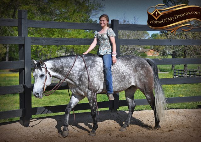 038-Sterling-Gray-AQHA-Gelding-For-Sale