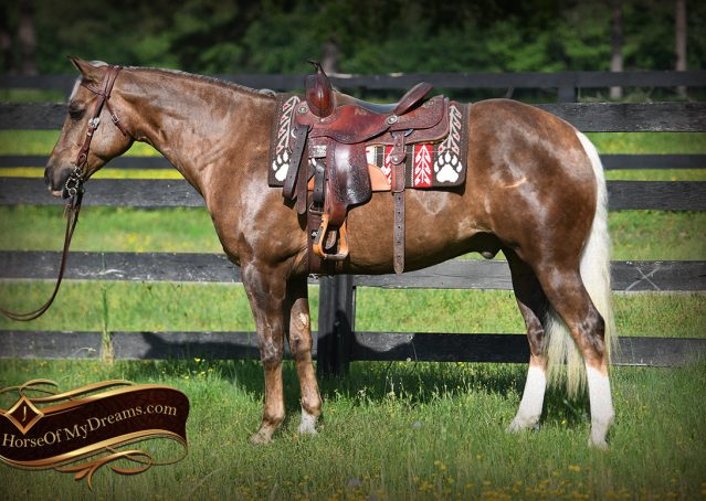 001-Leo-AQHA-Chocolate-Palomino-Quarter-Horse-Gelding-For-Sale