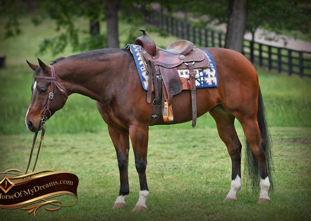 002-Cash-AQHA-Bay-Ranch-Horse-Gelding-For-Sale-Family-Safe