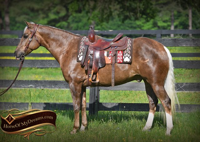 002-Leo-AQHA-Chocolate-Palomino-Quarter-Horse-Gelding-For-Sale