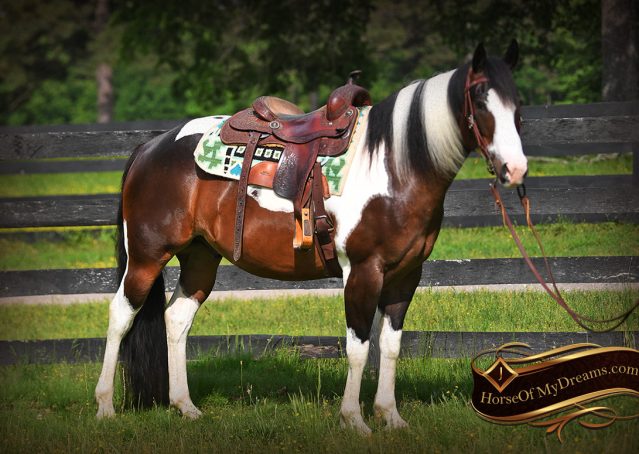 003-APHA-Bay-Tobiano-Gelding-For-Sale