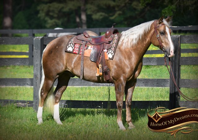 003-Leo-AQHA-Chocolate-Palomino-Quarter-Horse-Gelding-For-Sale