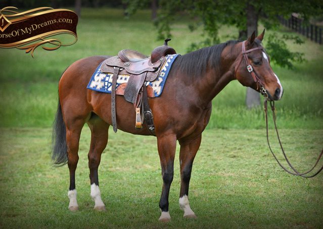 004-Cash-AQHA-Bay-Ranch-Horse-Gelding-For-Sale-Family-Safe