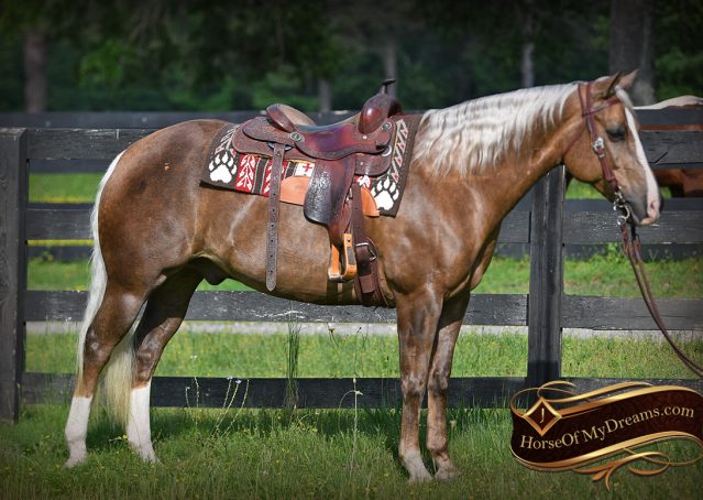004-Leo-AQHA-Chocolate-Palomino-Quarter-Horse-Gelding-For-Sale