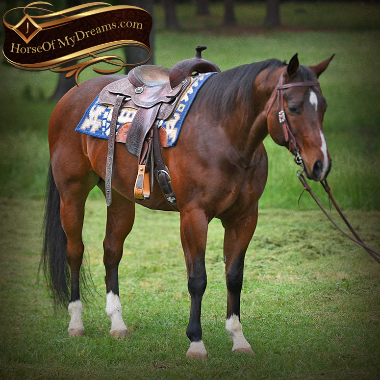 bay american quarter horse