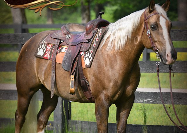 005-Leo-AQHA-Chocolate-Palomino-Quarter-Horse-Gelding-For-Sale