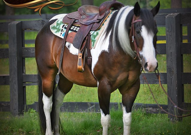 006-APHA-Bay-Tobiano-Gelding-For-Sale