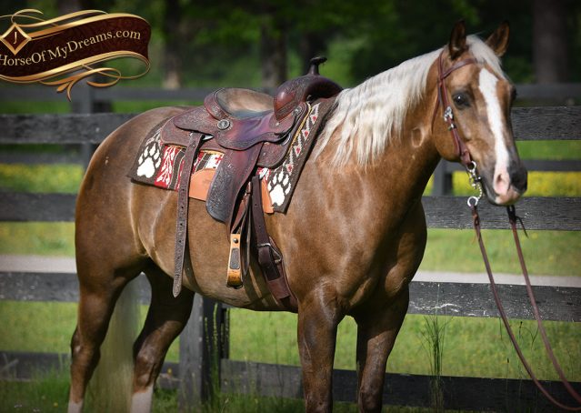006-Leo-AQHA-Chocolate-Palomino-Quarter-Horse-Gelding-For-Sale