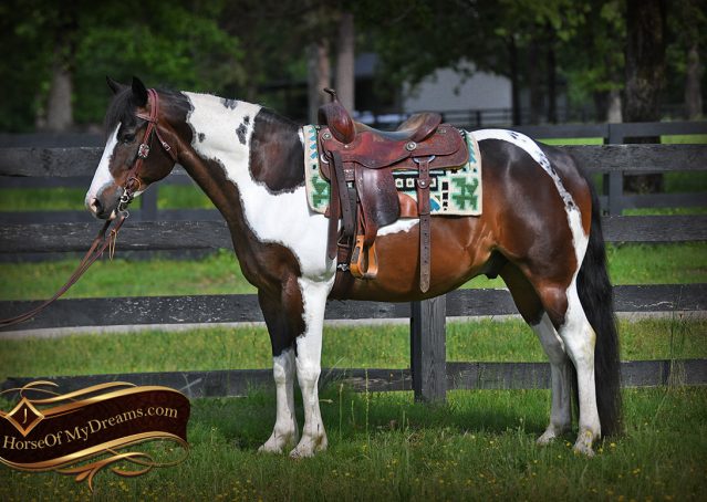 007-APHA-Bay-Tobiano-Gelding-For-Sale