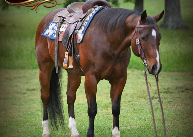 007-Cash-AQHA-Bay-Ranch-Horse-Gelding-For-Sale-Family-Safe