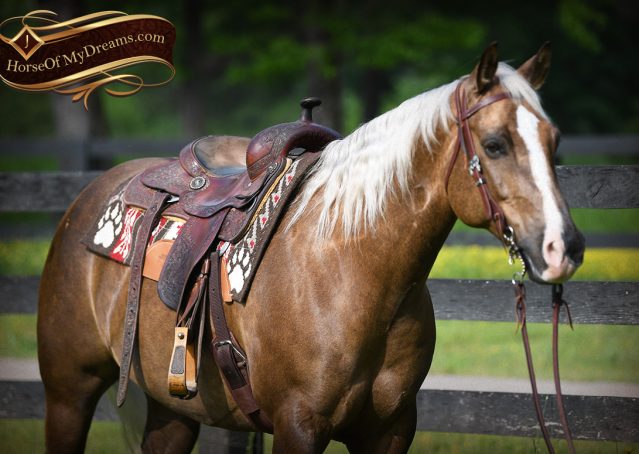 007-Leo-AQHA-Chocolate-Palomino-Quarter-Horse-Gelding-For-Sale