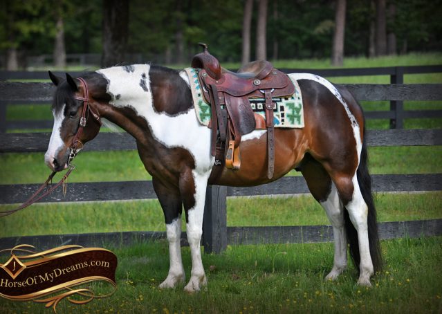 008-APHA-Bay-Tobiano-Gelding-For-Sale