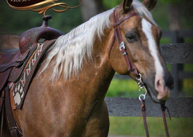 008-Leo-AQHA-Chocolate-Palomino-Quarter-Horse-Gelding-For-Sale