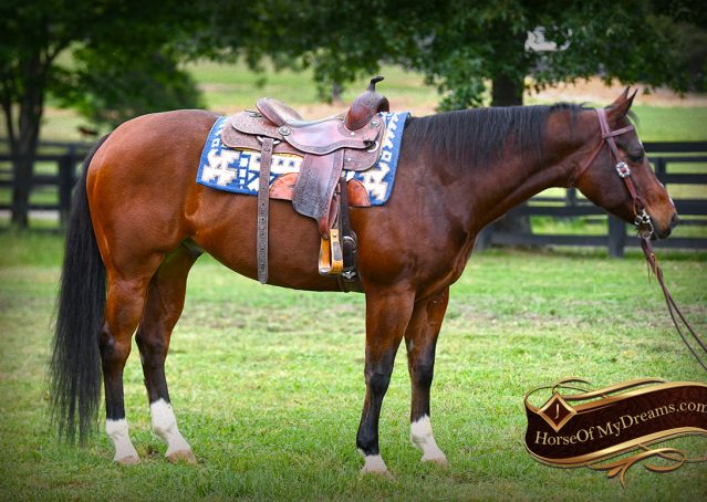 009-Cash-AQHA-Bay-Ranch-Horse-Gelding-For-Sale-Family-Safe