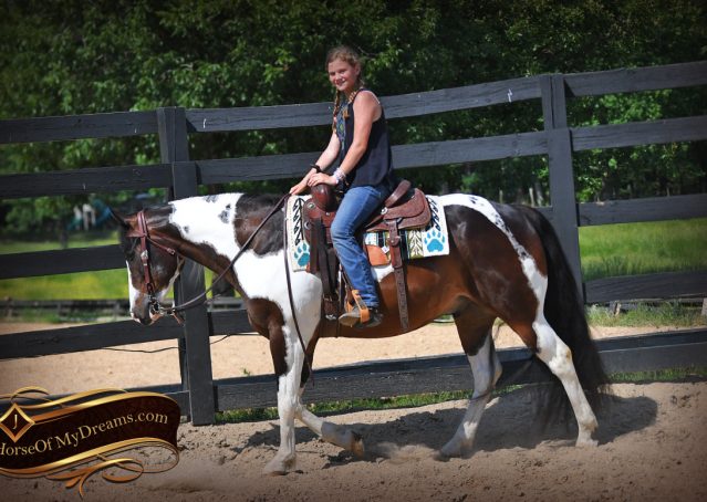 010-APHA-Bay-Tobiano-Gelding-For-Sale