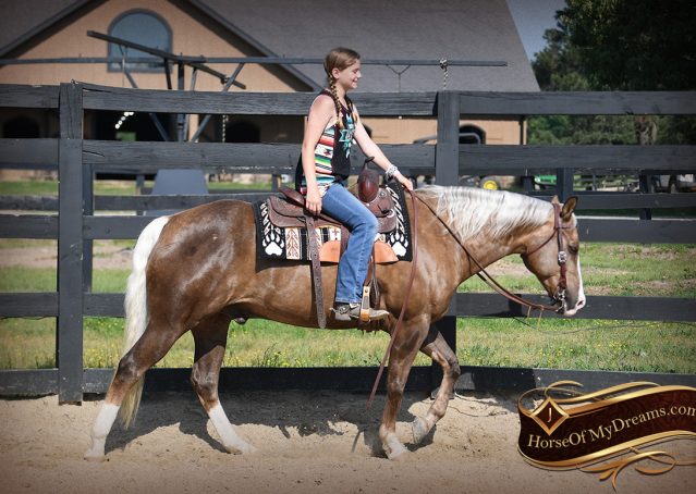 010-Leo-AQHA-Chocolate-Palomino-Quarter-Horse-Gelding-For-Sale