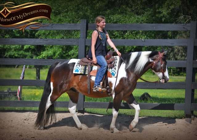 011-APHA-Bay-Tobiano-Gelding-For-Sale