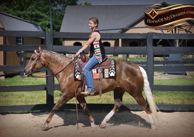 012-Leo-AQHA-Chocolate-Palomino-Quarter-Horse-Gelding-For-Sale