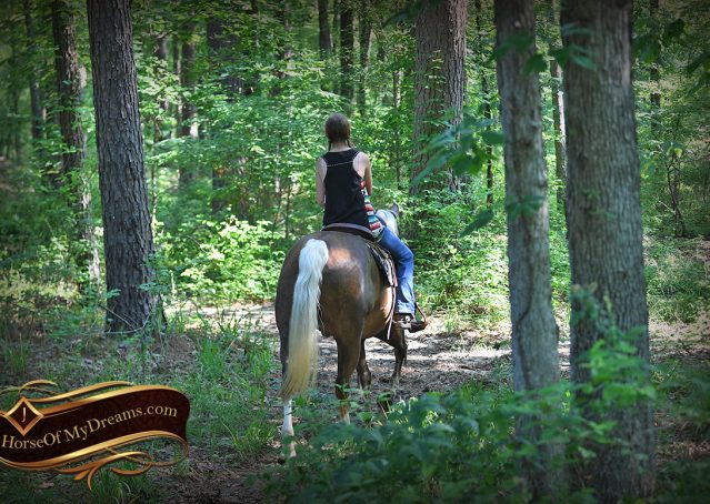 013-Leo-AQHA-Chocolate-Palomino-Quarter-Horse-Gelding-For-Sale