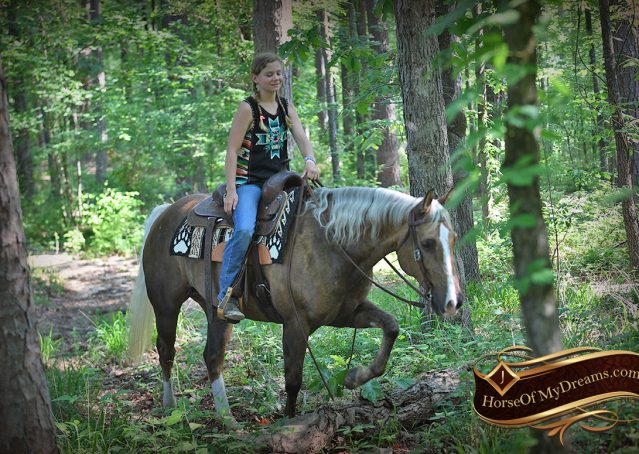 014-Leo-AQHA-Chocolate-Palomino-Quarter-Horse-Gelding-For-Sale