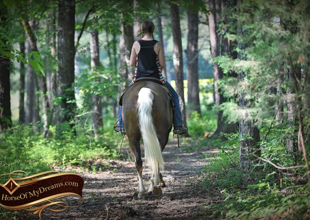 015-Leo-AQHA-Chocolate-Palomino-Quarter-Horse-Gelding-For-Sale