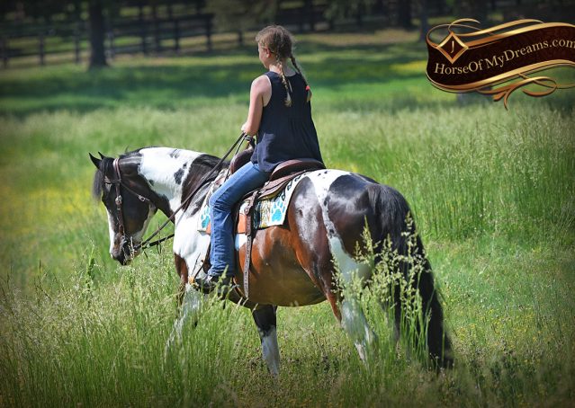 016-APHA-Bay-Tobiano-Gelding-For-Sale