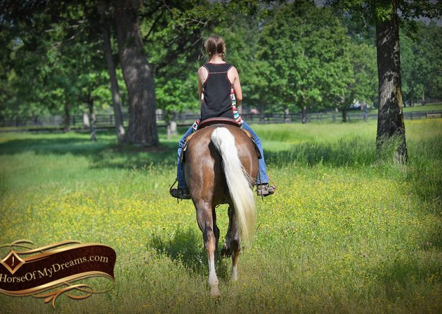 016-Leo-AQHA-Chocolate-Palomino-Quarter-Horse-Gelding-For-Sale