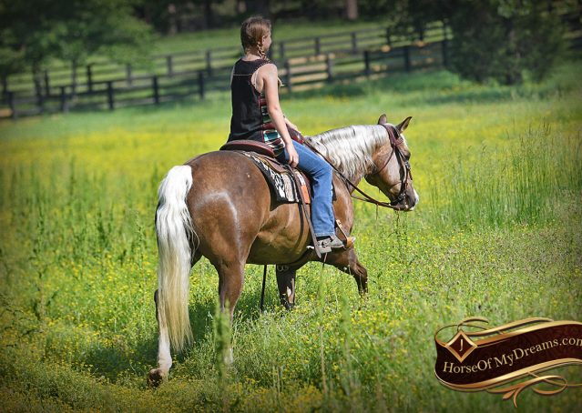 017-Leo-AQHA-Chocolate-Palomino-Quarter-Horse-Gelding-For-Sale
