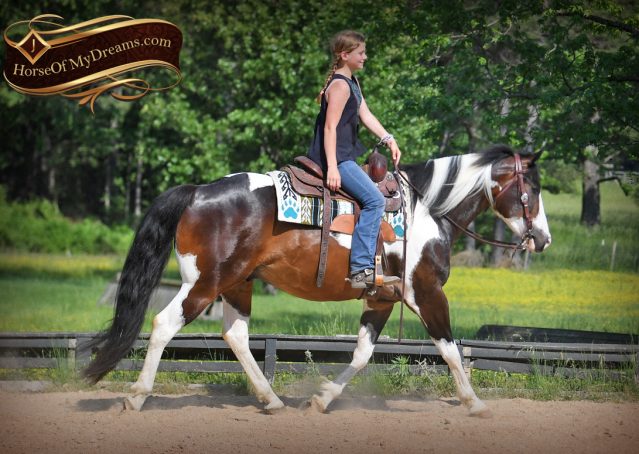018-APHA-Bay-Tobiano-Gelding-For-Sale