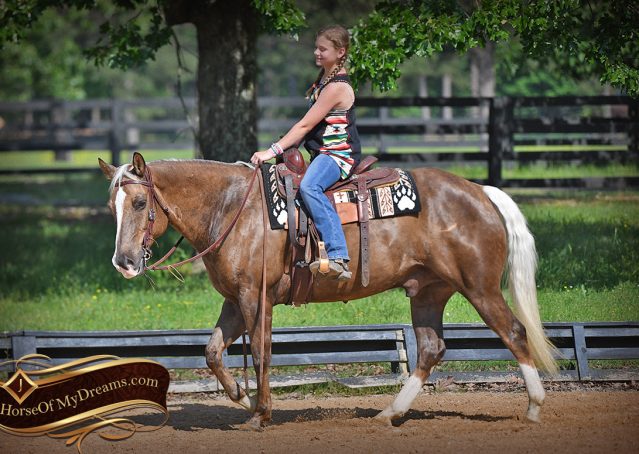 018-Leo-AQHA-Chocolate-Palomino-Quarter-Horse-Gelding-For-Sale