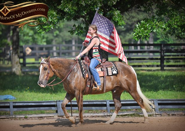 019-Leo-AQHA-Chocolate-Palomino-Quarter-Horse-Gelding-For-Sale