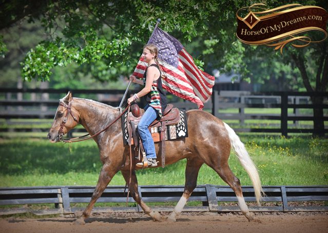 020-Leo-AQHA-Chocolate-Palomino-Quarter-Horse-Gelding-For-Sale