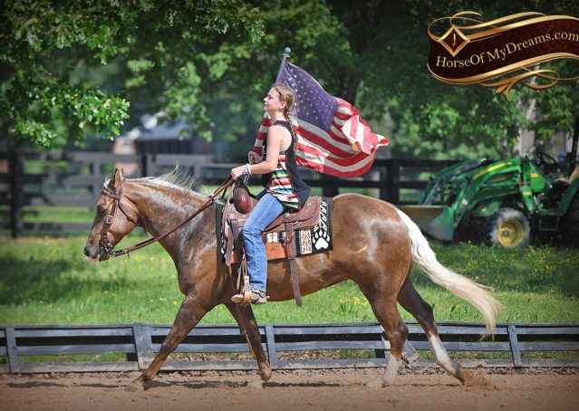 021-Leo-AQHA-Chocolate-Palomino-Quarter-Horse-Gelding-For-Sale