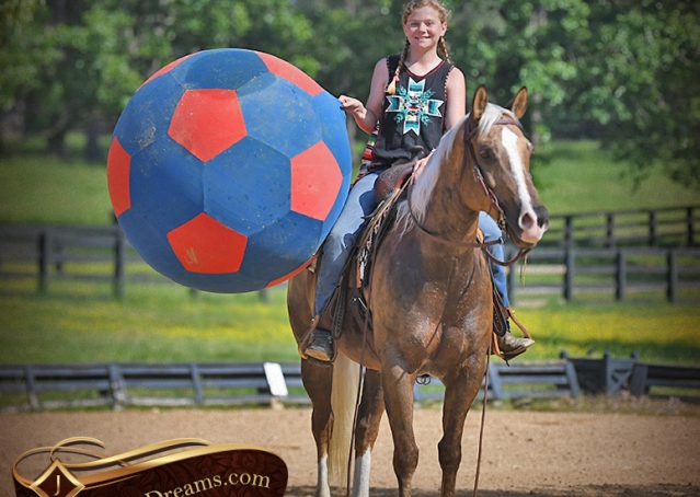 022-Leo-AQHA-Chocolate-Palomino-Quarter-Horse-Gelding-For-Sale