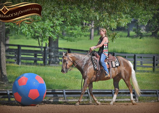 023-Leo-AQHA-Chocolate-Palomino-Quarter-Horse-Gelding-For-Sale
