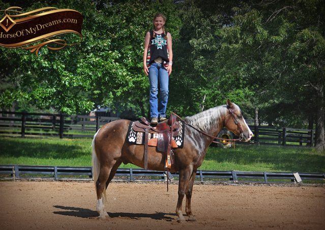 024-Leo-AQHA-Chocolate-Palomino-Quarter-Horse-Gelding-For-Sale