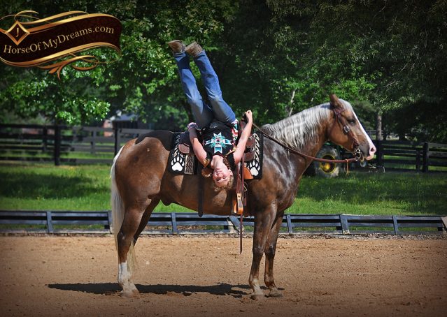 025-Leo-AQHA-Chocolate-Palomino-Quarter-Horse-Gelding-For-Sale