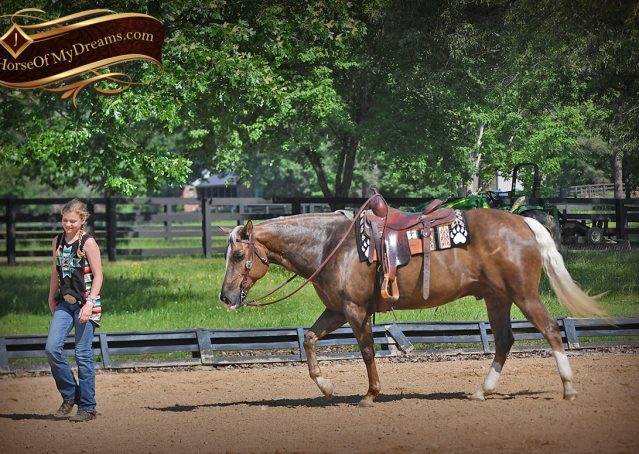 026-Leo-AQHA-Chocolate-Palomino-Quarter-Horse-Gelding-For-Sale