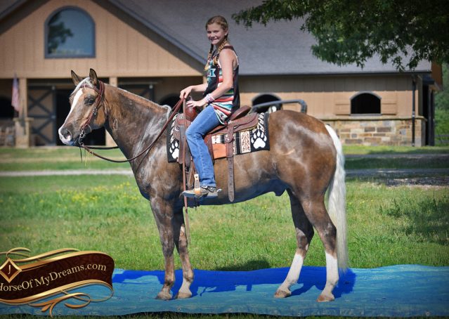 028-Leo-AQHA-Chocolate-Palomino-Quarter-Horse-Gelding-For-Sale
