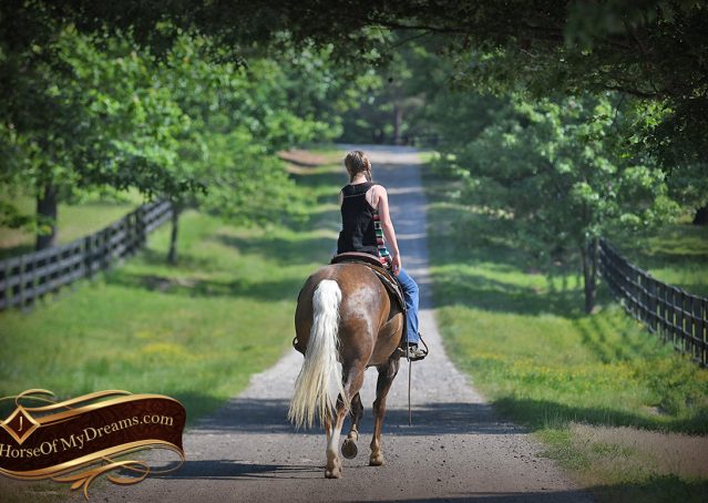 029-Leo-AQHA-Chocolate-Palomino-Quarter-Horse-Gelding-For-Sale
