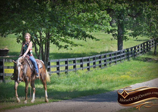 030-Leo-AQHA-Chocolate-Palomino-Quarter-Horse-Gelding-For-Sale