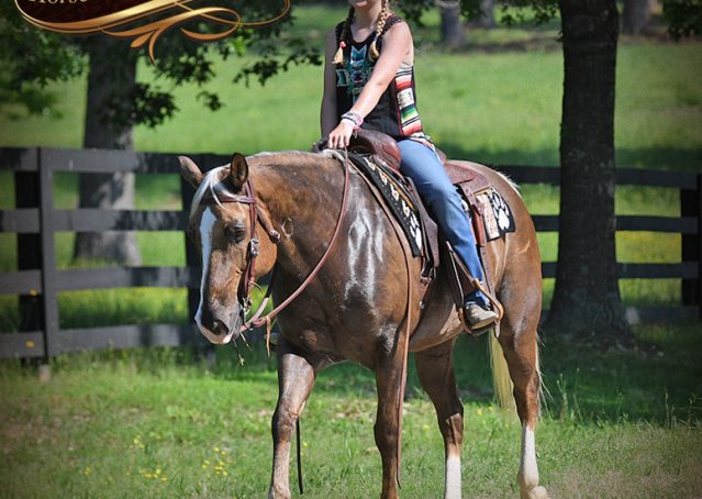 031-Leo-AQHA-Chocolate-Palomino-Quarter-Horse-Gelding-For-Sale
