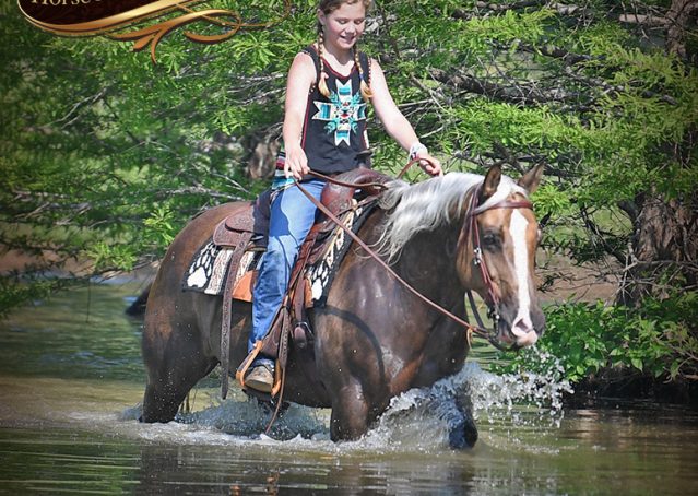 032-Leo-AQHA-Chocolate-Palomino-Quarter-Horse-Gelding-For-Sale