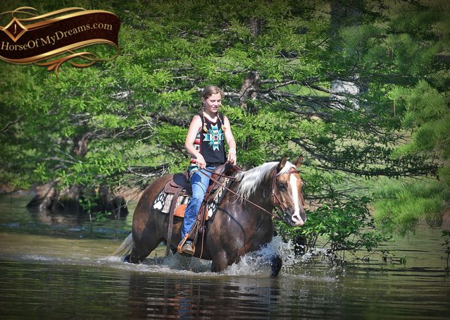 033-Leo-AQHA-Chocolate-Palomino-Quarter-Horse-Gelding-For-Sale