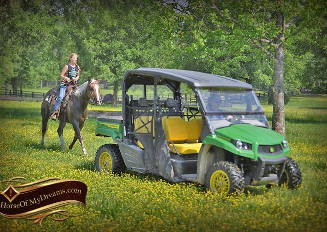 034-Leo-AQHA-Chocolate-Palomino-Quarter-Horse-Gelding-For-Sale