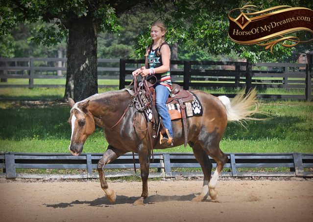 035-Leo-AQHA-Chocolate-Palomino-Quarter-Horse-Gelding-For-Sale