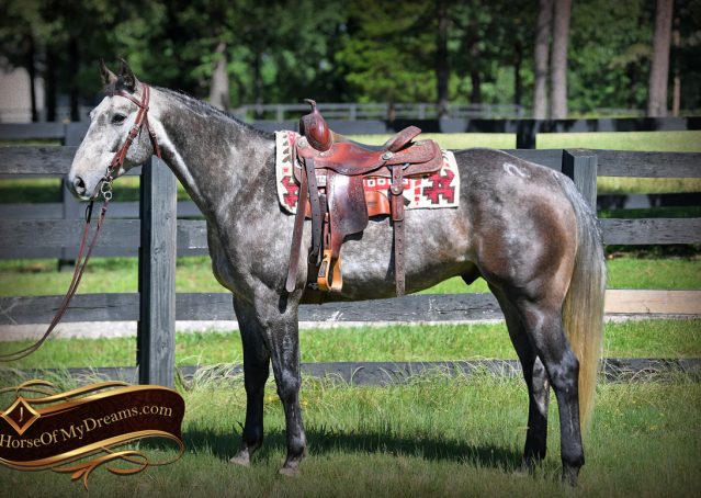 001-Cactus-AQHA-Gray-Gelding-Ranch-Horse-For-Sale
