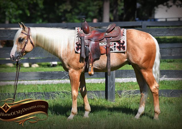 001-Patron-Palomino-AQHA-Reiner-Ranch-Gelding-For-Sale