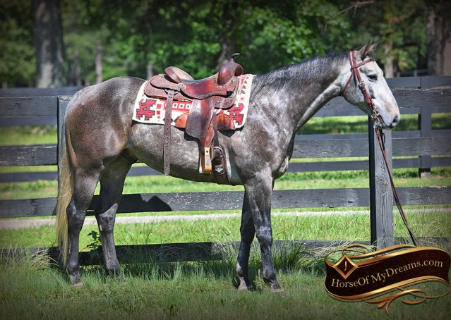 002-Cactus-AQHA-Gray-Gelding-Ranch-Horse-For-Sale