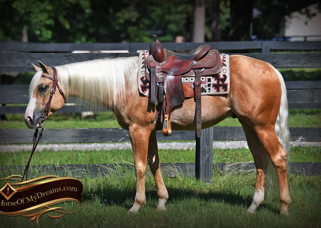002-Patron-Palomino-AQHA-Reiner-Ranch-Gelding-For-Sale